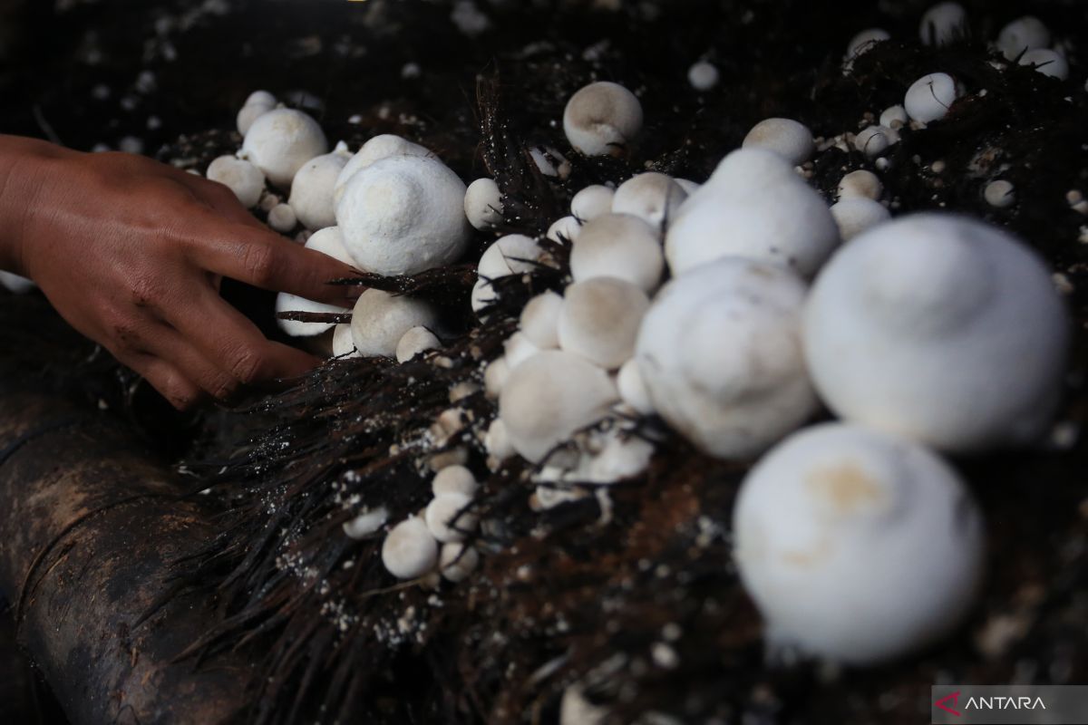 Kemenaker RI mengucurkan dana kembangkan budidaya jamur di Mandalika