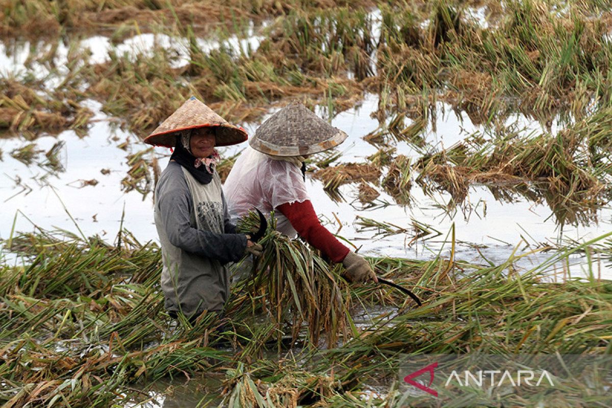 746 Ha padi di Aceh Utara alami puso karena banjir