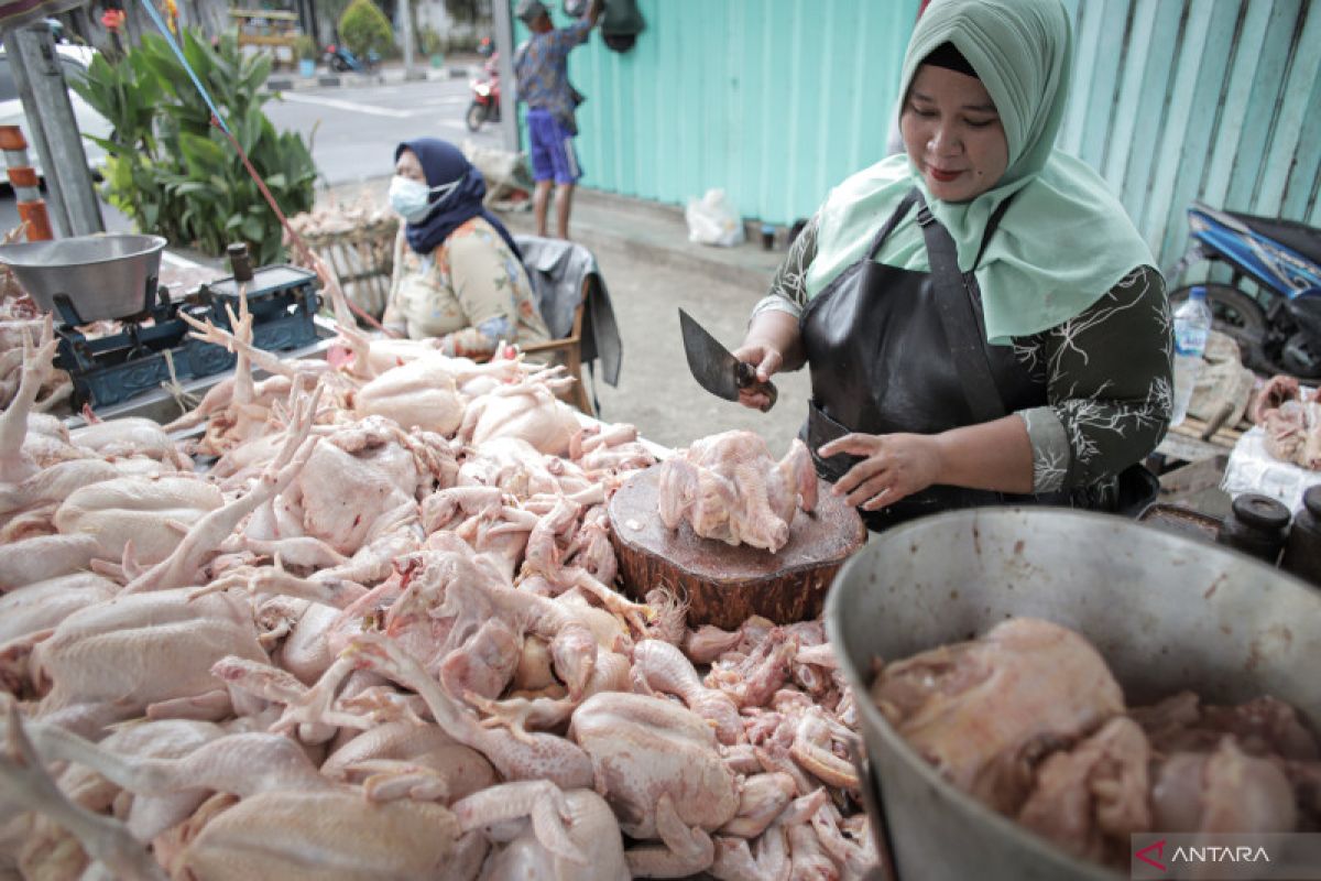 Pemerintah berupaya jaga stabilitas harga daging dan telur ayam ras