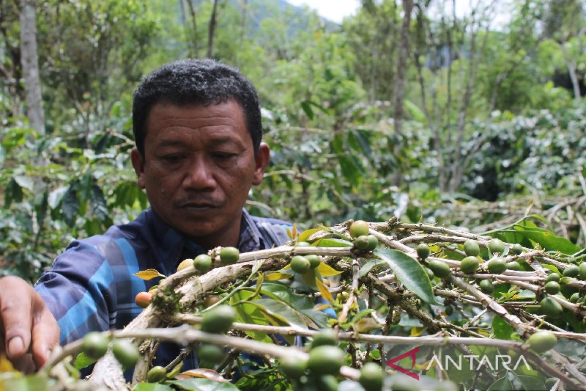 Pariwara- Wahid, tamatan SD berwatak profesor bercita luhur kembalikan kejayaan kopi Marancar