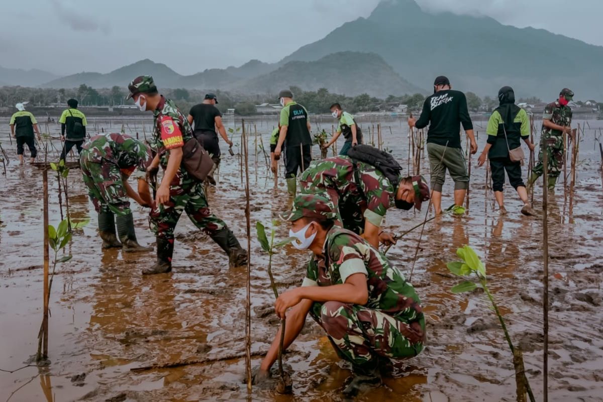 Prajurit Kodim 0823/ Situbondo tanam bibit mangrove