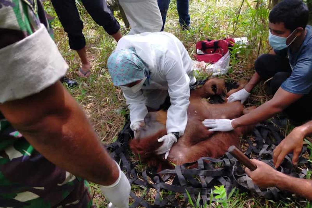 Orang utan terjebak di kebun warga dievakuasi BKSDA