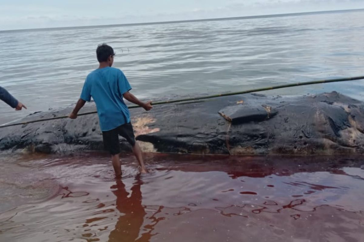 Paus Sperma terdampar di SBT Maluku dalam keadaan mati