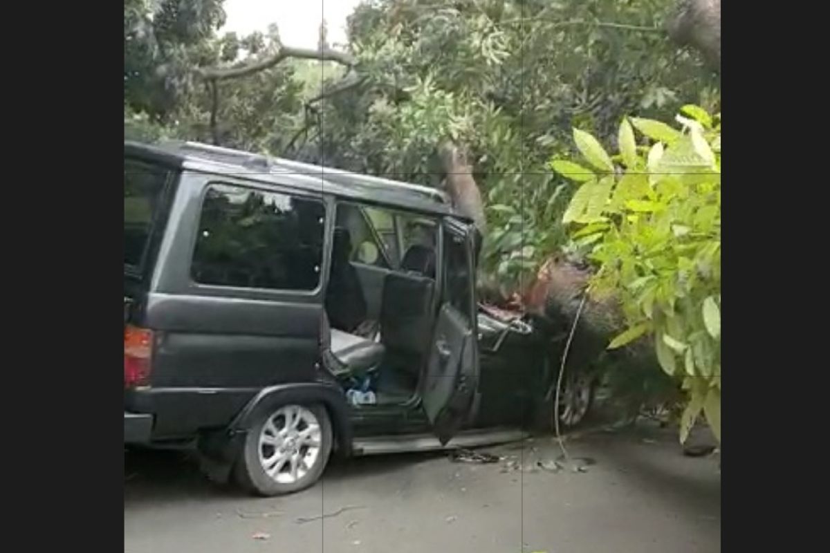 Minibus rusak tertimpa pohon tumbang di Pondok Rangon