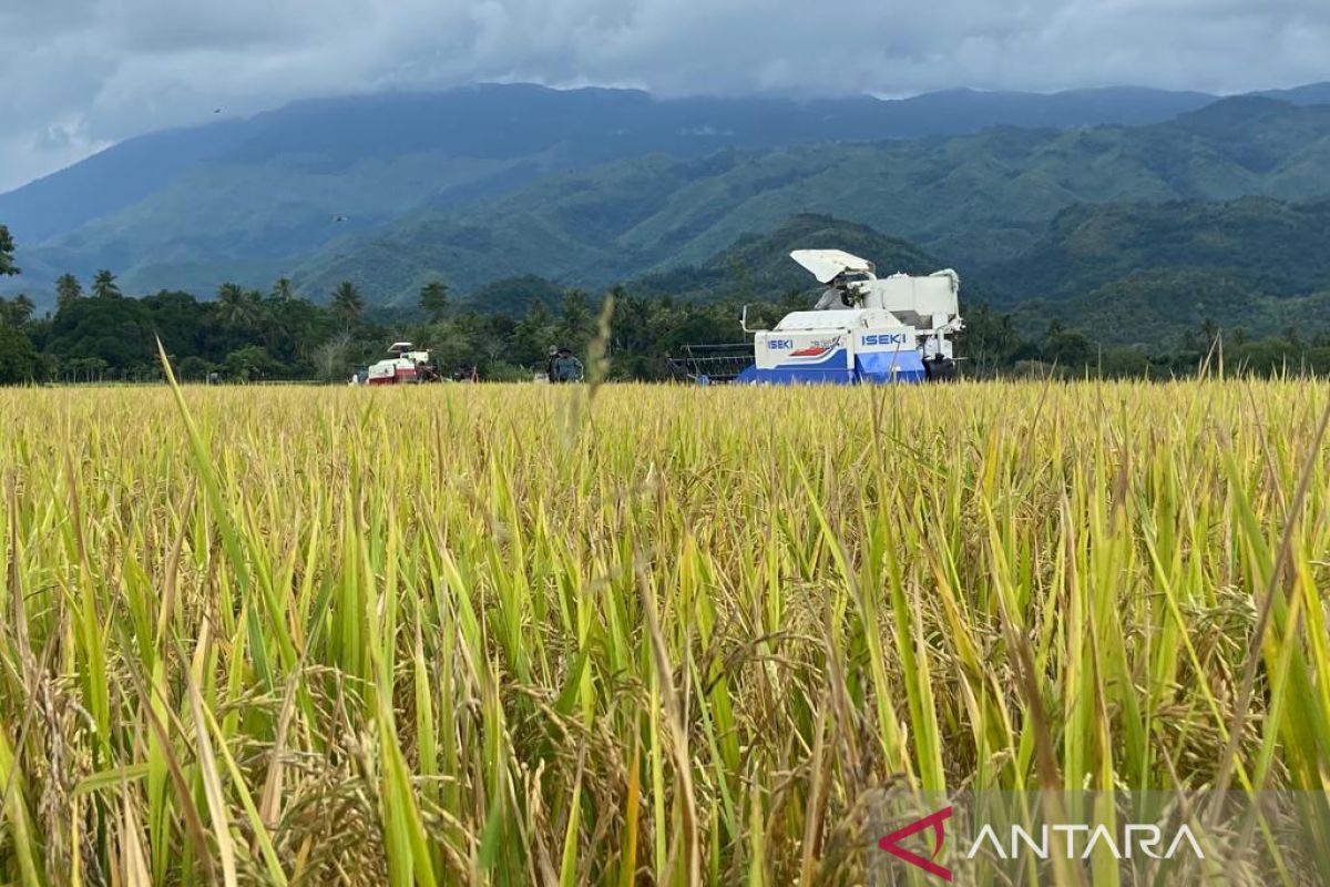 Aceh targetkan produksi padi 1,8 juta ton pada 2022