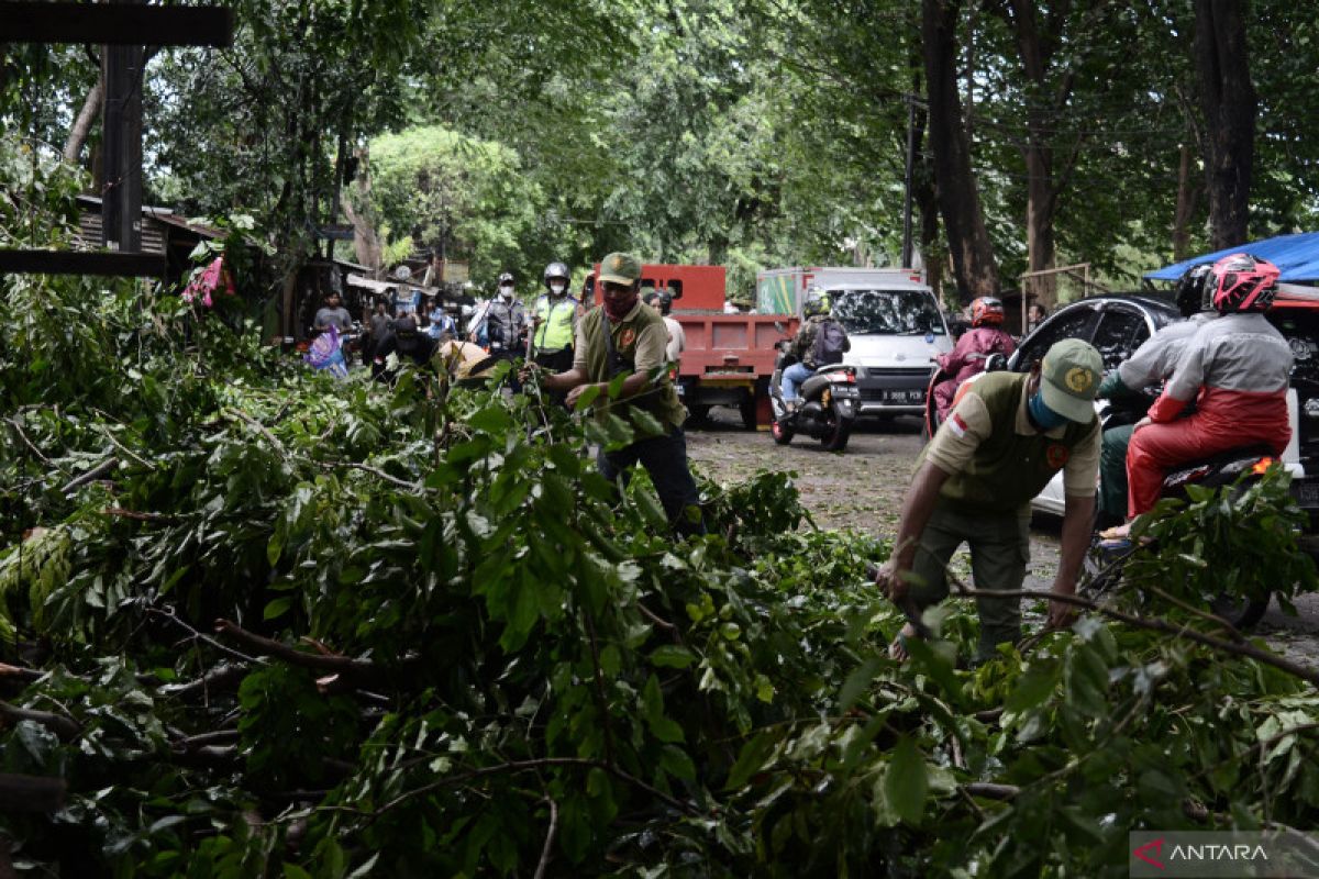 BPBD DKI laporkan 42 pohon tumbang akibat kencang pada Sabtu-Minggu