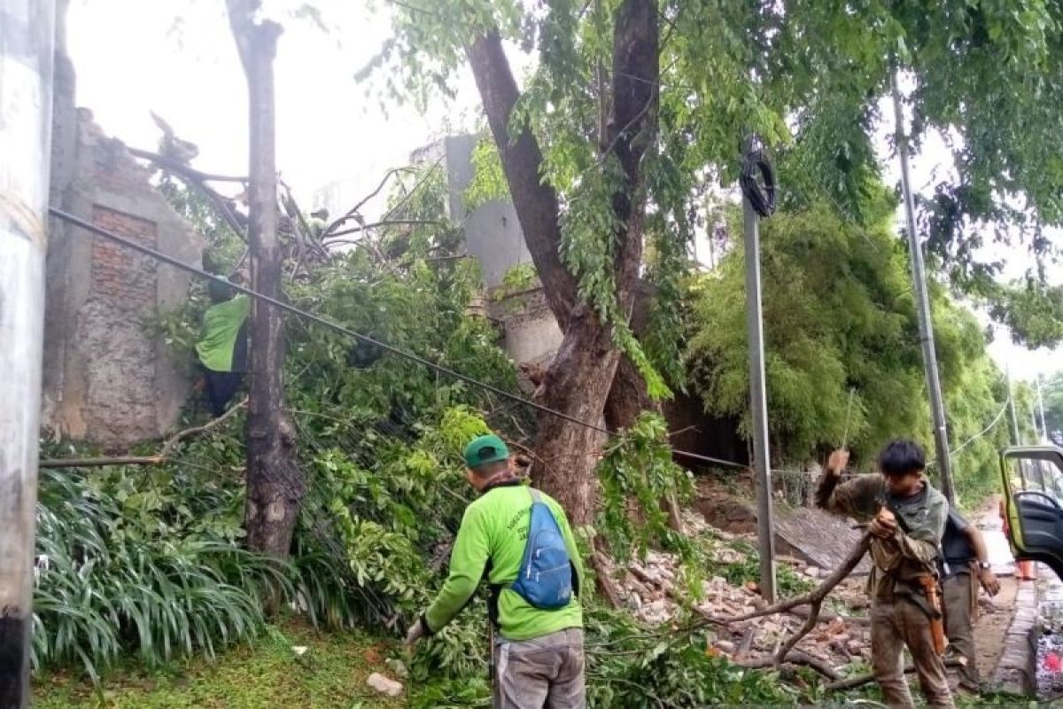 Pemkot Jakarta Pusat catat 13 pohon tumbang akibat cuaca ekstrem