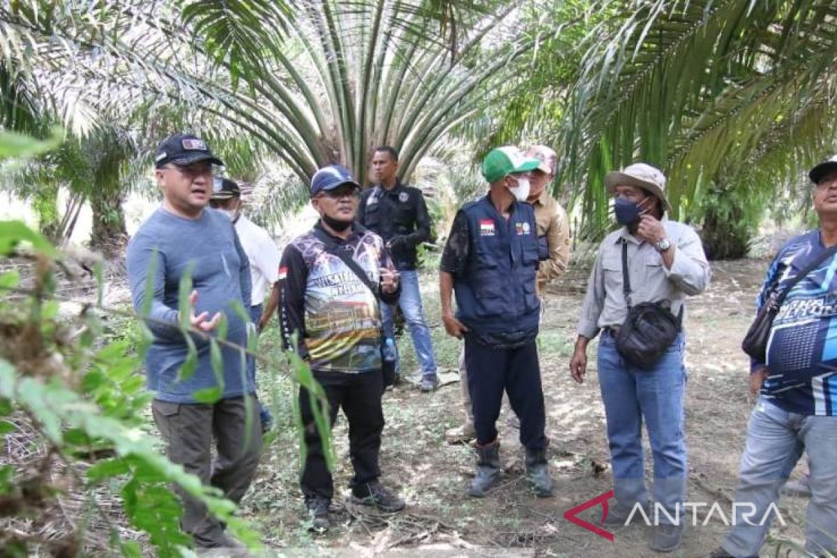 Gubernur Babel tinjau peremajaan sawit petani Nyelanding