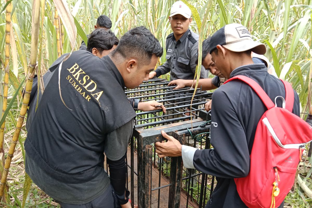 Beruang rusak kebun warga Matua Agam, KSDA pasang kandang jebak (Video)