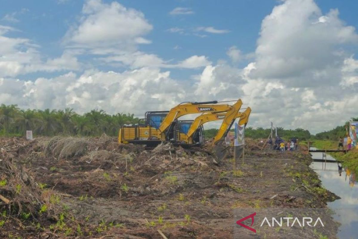 Riau serap Rp850 Miliar dana replanting sawit masyarakat