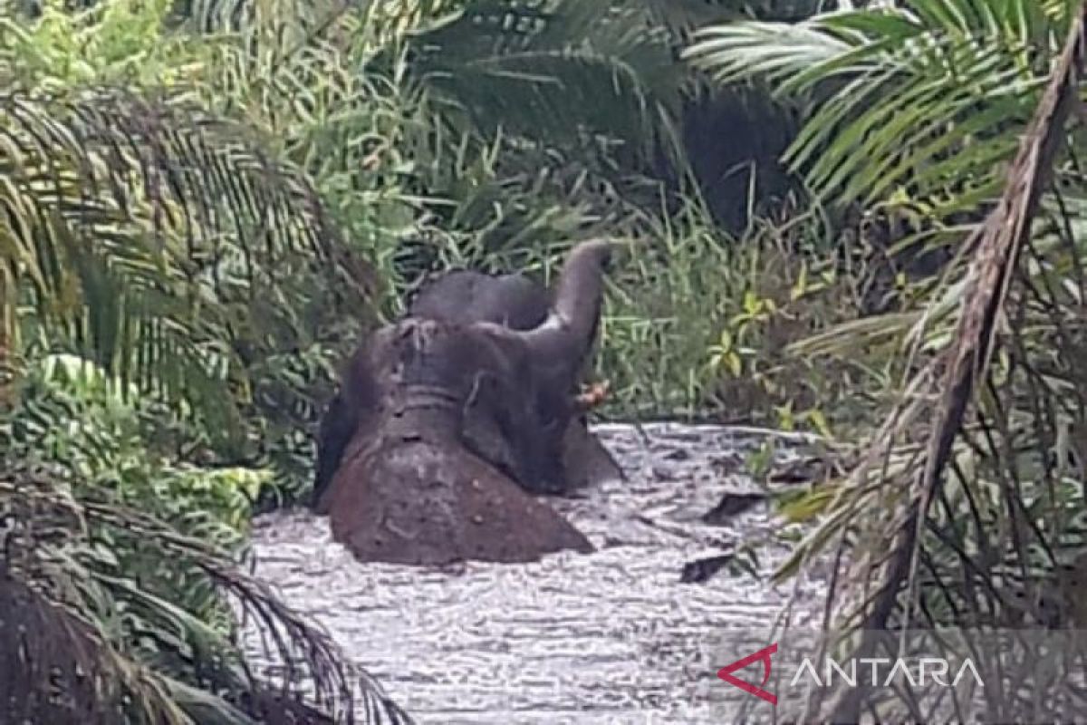 BKSDA Riau pantau dua gajah jantan terjebak di Rawa Inhu