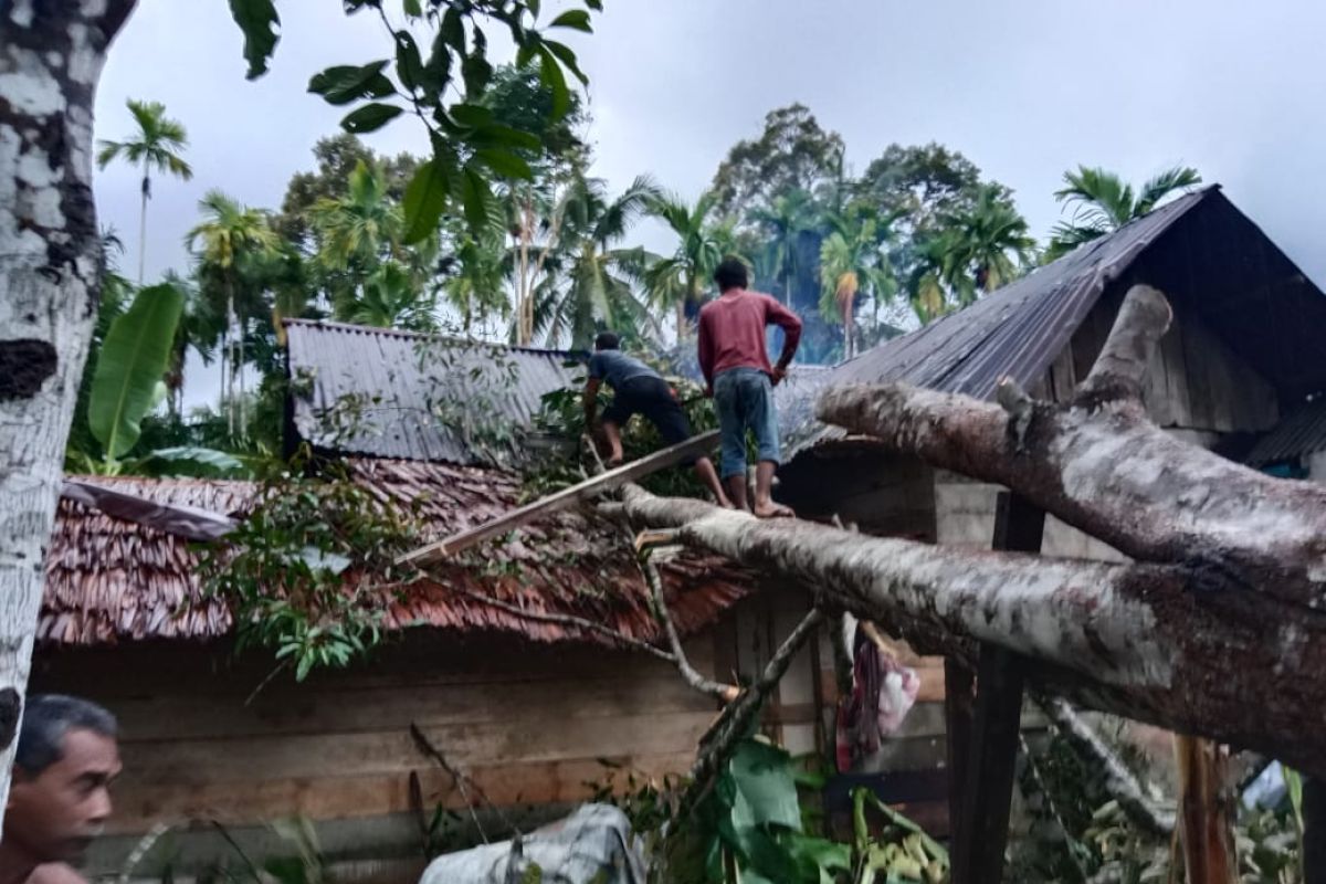 Akibat angin kencang, Lima rumah warga di Aceh Jaya tertimpa pohon