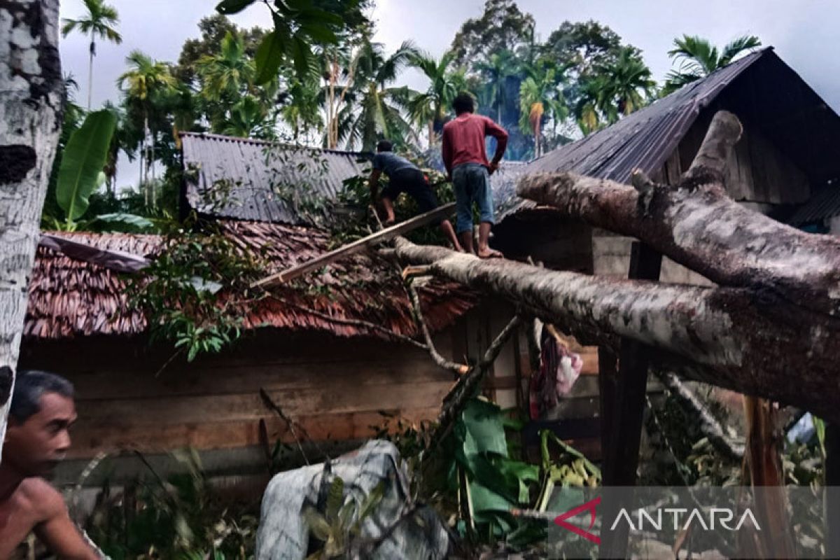 Lima unit rumah warga di Aceh Jaya tertimpa pohon