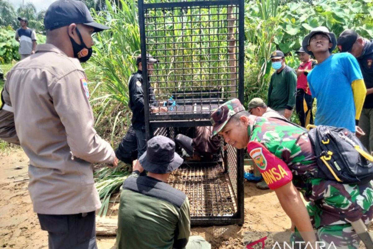 BKSDA pasang perangkap buaya pemangsa di Sungai Selagan Mukomuko