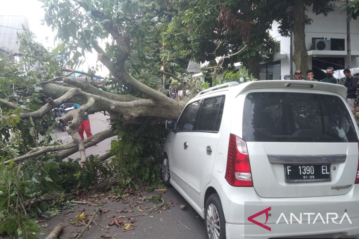 Pohon besar timpa mobil di Bogor
