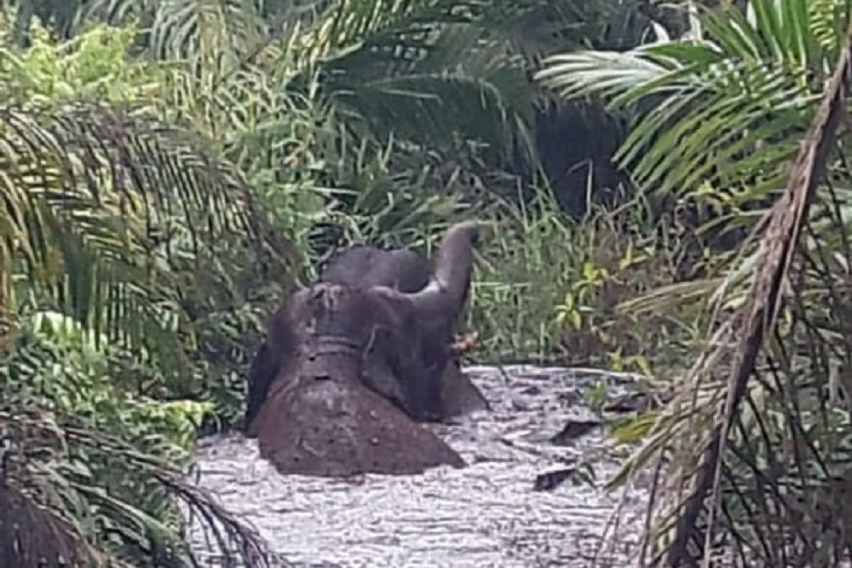 Dua gajah liar terjebak di rawa gambut di Inhu