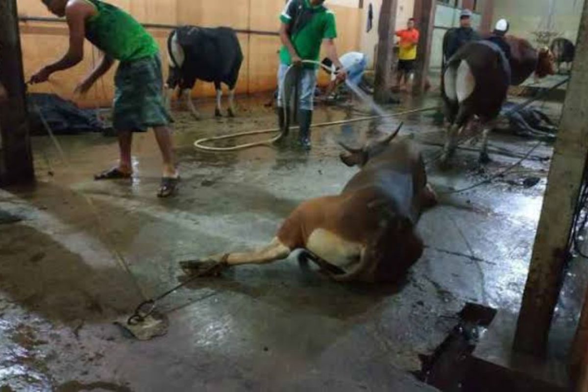 Pemotongan sapi di RPH Paser mulai meningkat jelang Ramadhan
