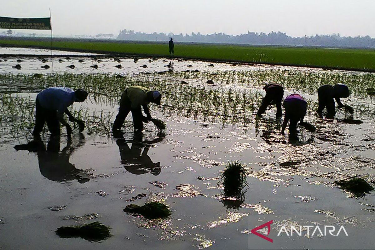 Distan Karawang ajak petani ikut program AUTP untuk antisipasi gagal panen