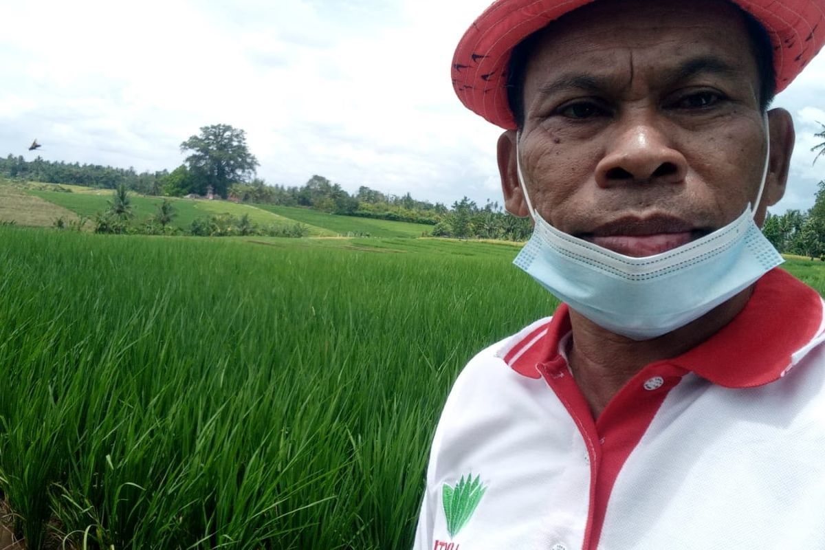 HKTI Bali imbau petani kurangi pupuk kimia
