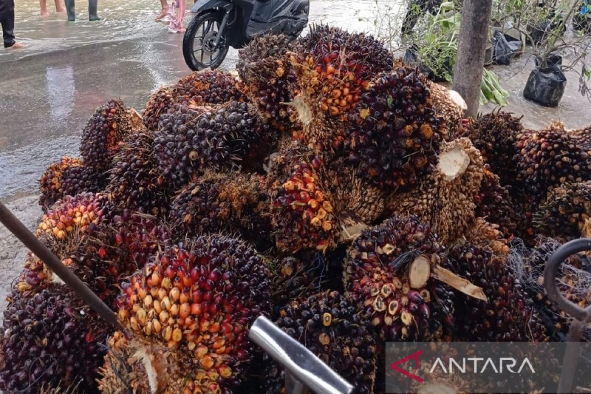Harga sawit melebihi ekspetasi petani, tapi pupuk ikut mahal di Aceh Tamiang