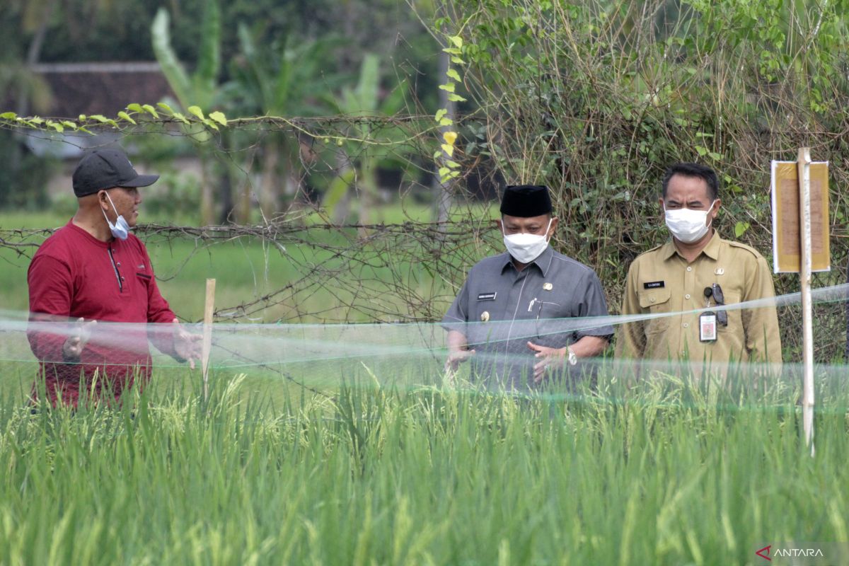 Situbondo segera uji coba skala nasional galur unggul tanaman padi