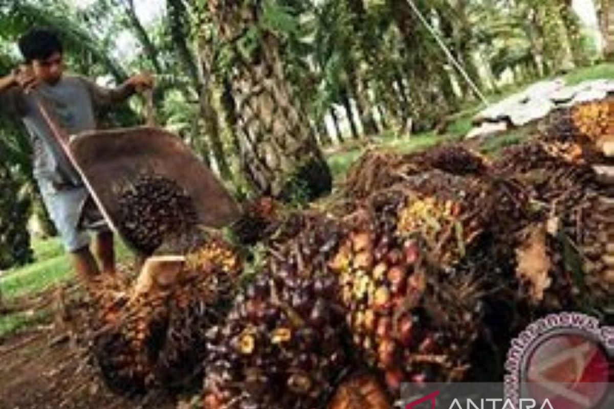 Harga sawit Riau kembali pecahkan rekor tertinggi Rp4.183,51/kg dipicu naiknya harga CPO Malaysia