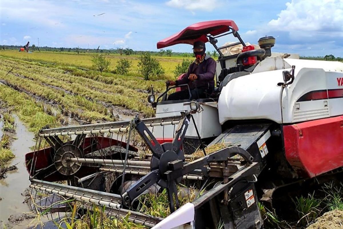 Varietas Hibrida Supadi 89 di Bataguh hasilkan tujuh ton gabah per hektare