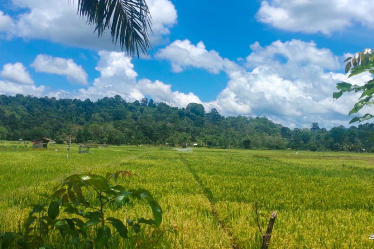 Aceh Jaya butuh perhatian Pemerintah Provinsi tingkatkan produksi padi