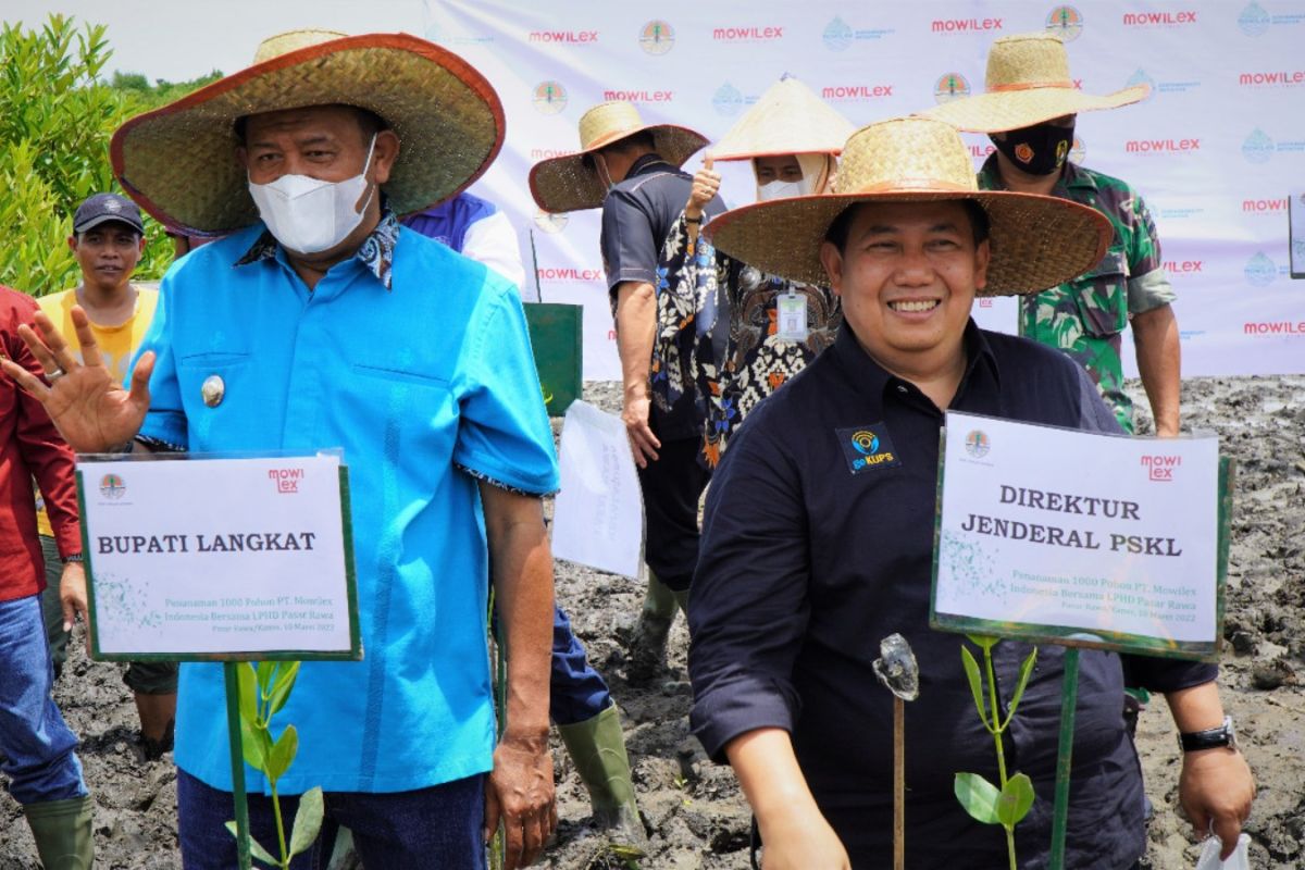 Plt Bupati Langkat Syah Afandin tanam 10.000 batang mangrove di LPHD Pasar Rawa Gebang