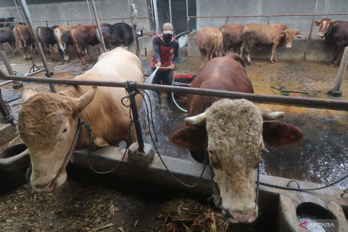 Aspednak berharap ada antisipasi berkurangnya pasokan sapi akibat PMK