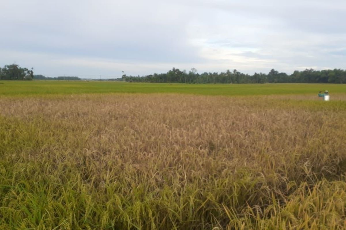 150 hektare areal pertanian di Mutiara Timur terancam gagal panen