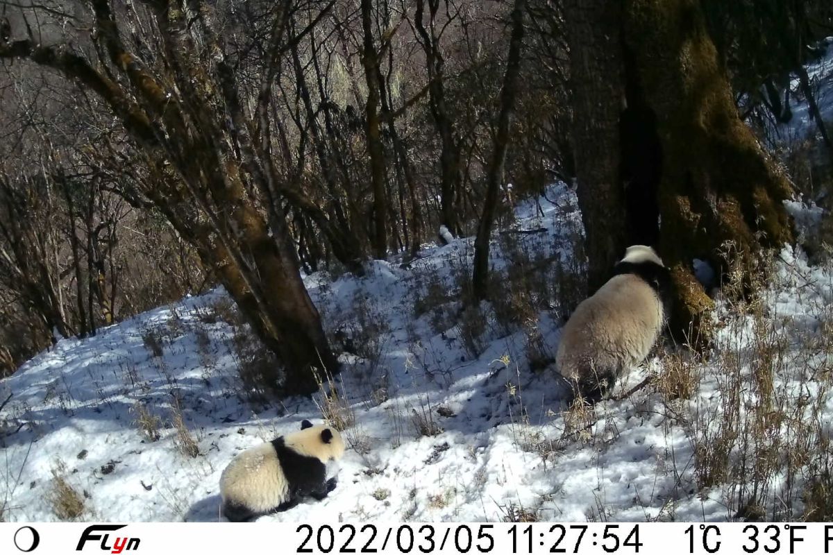 Induk dan anak panda raksasa liar terekam kamera di Baoxing China