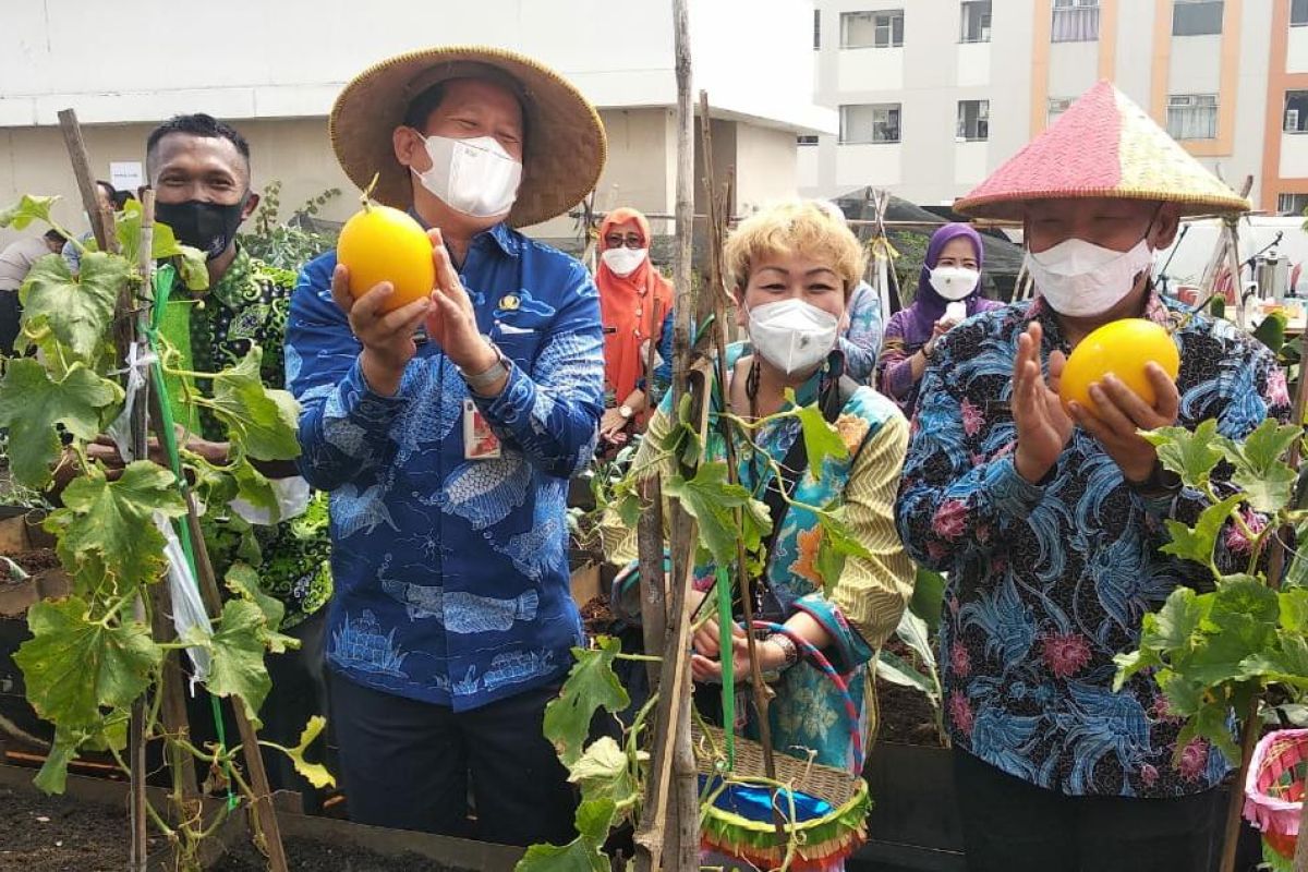 Wali Kota Jakut tunjukkan budi daya melon bisa di atap apartemen