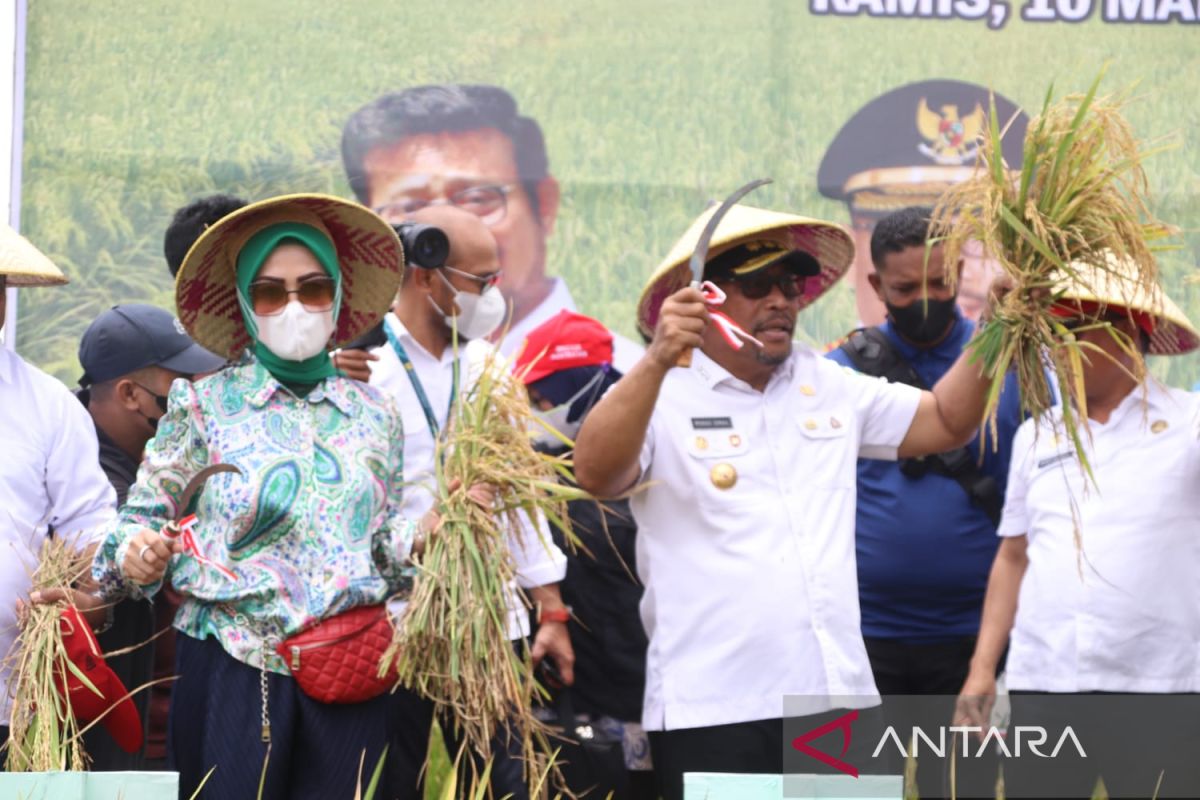 Gubernur Maluku panen raya padi dan canangkan IP 400 di Seram Utara, dorong swasembada beras