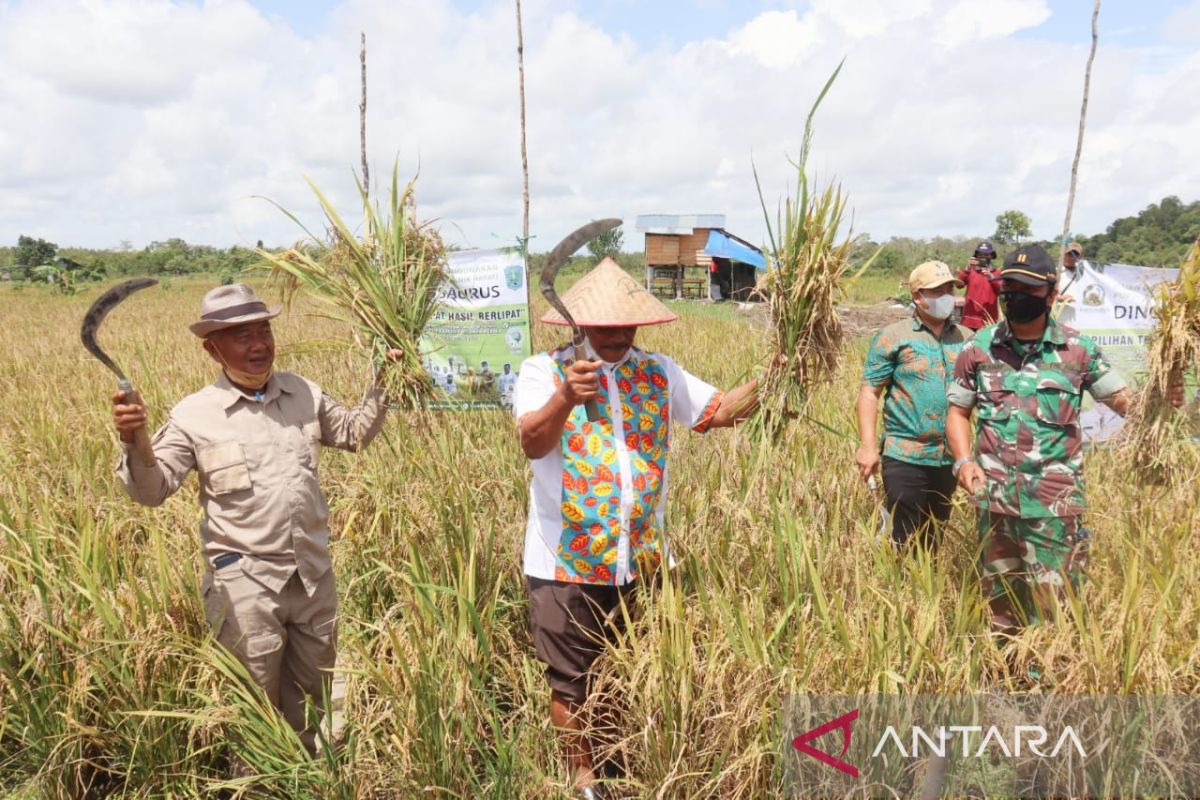 Bupati Belitung panen padi di desa Cerucuk