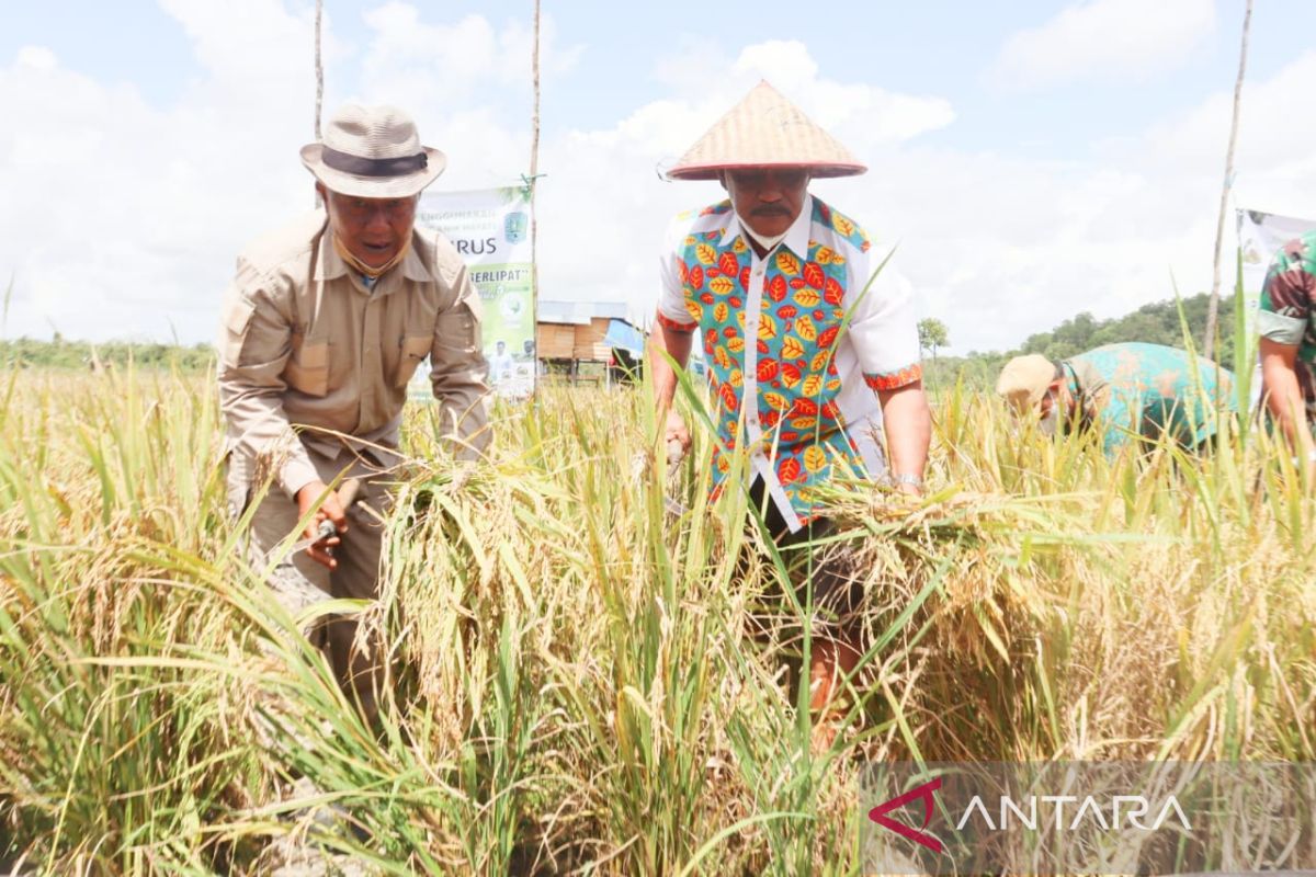 Pupuk organik cair mampu tingkatan produksi padi petani Belitung