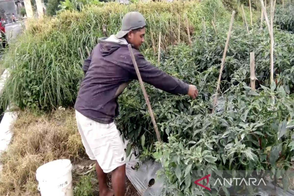 Delapan dukuh di Tlogolele Kabupaten Boyolali hujan abu dampak erupsi Merapi