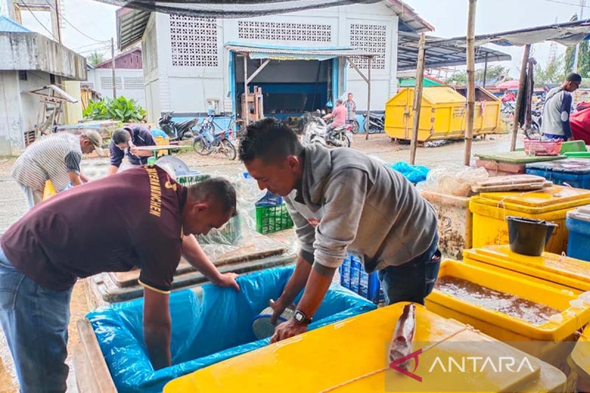 Ikan tangkapan nelayan Aceh Timur capai 80 ton per hari