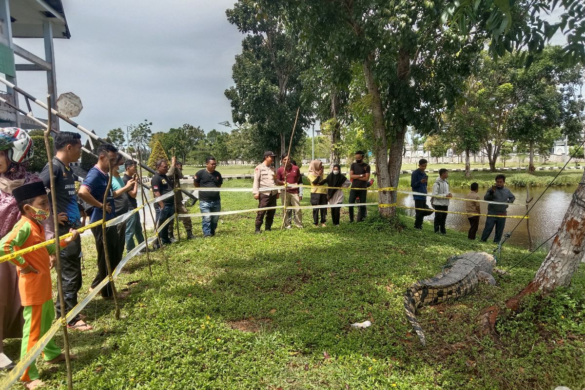 BKSDA Bengkulu evakuasi buaya pemangsa manusia di sungai Mukomuko