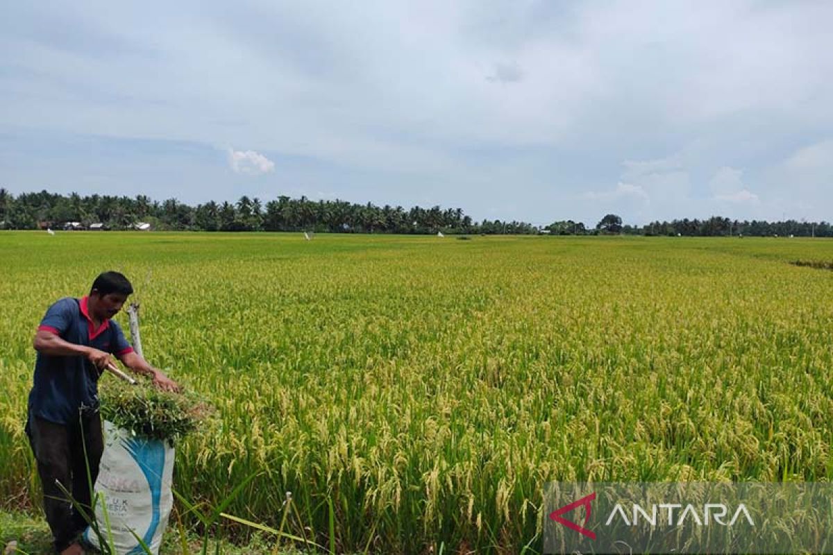 Aceh Timur butuh jaringan irigasi untuk tingkatkan produksi padi