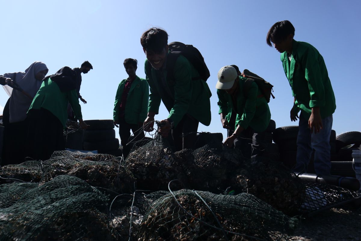 Sekitar 500 kilogram limbah cangkang tiram direstorasi di Pantai Alue Naga