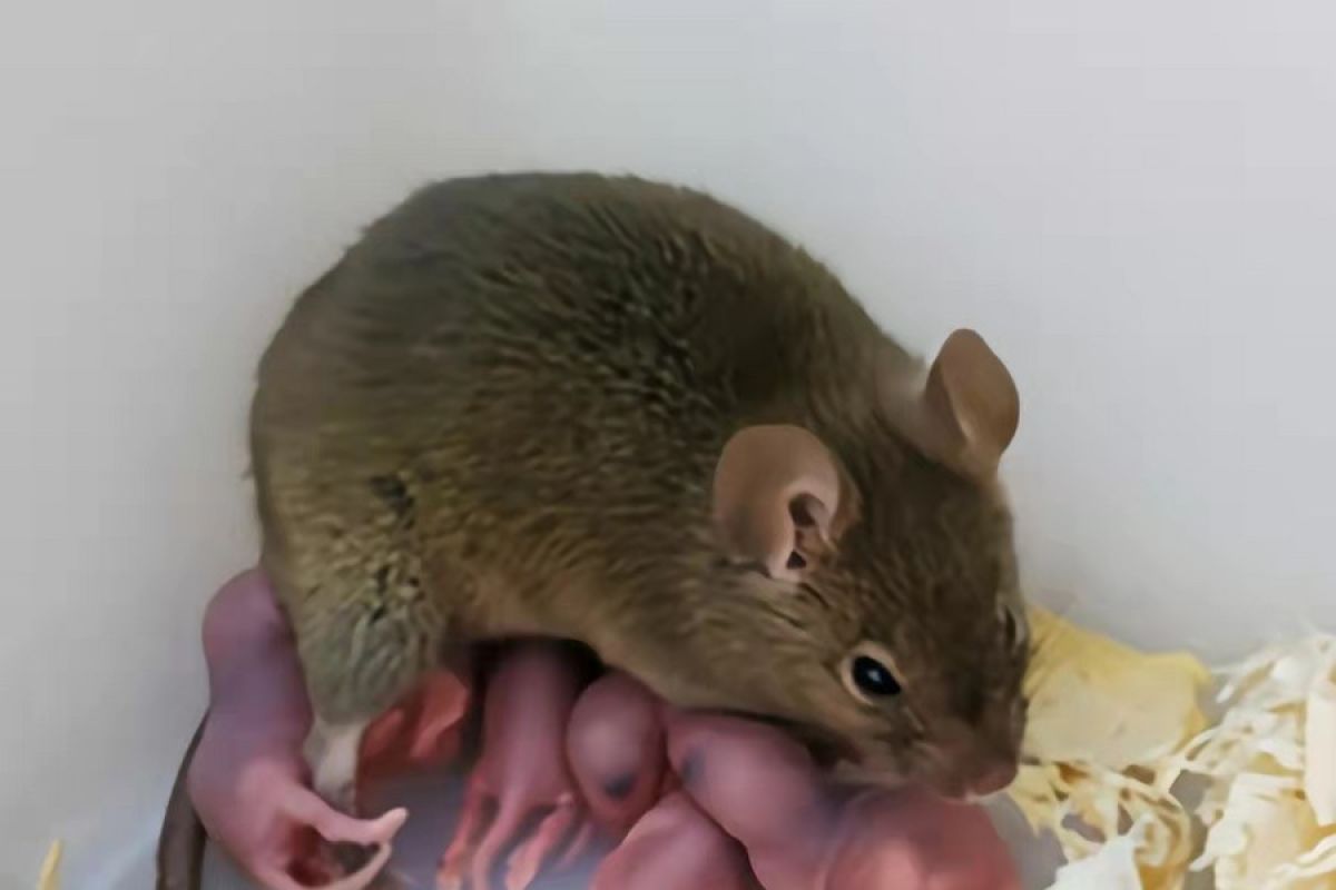 Ilmuwan China berhasil biakkan bayi tikus subur tanpa pejantan