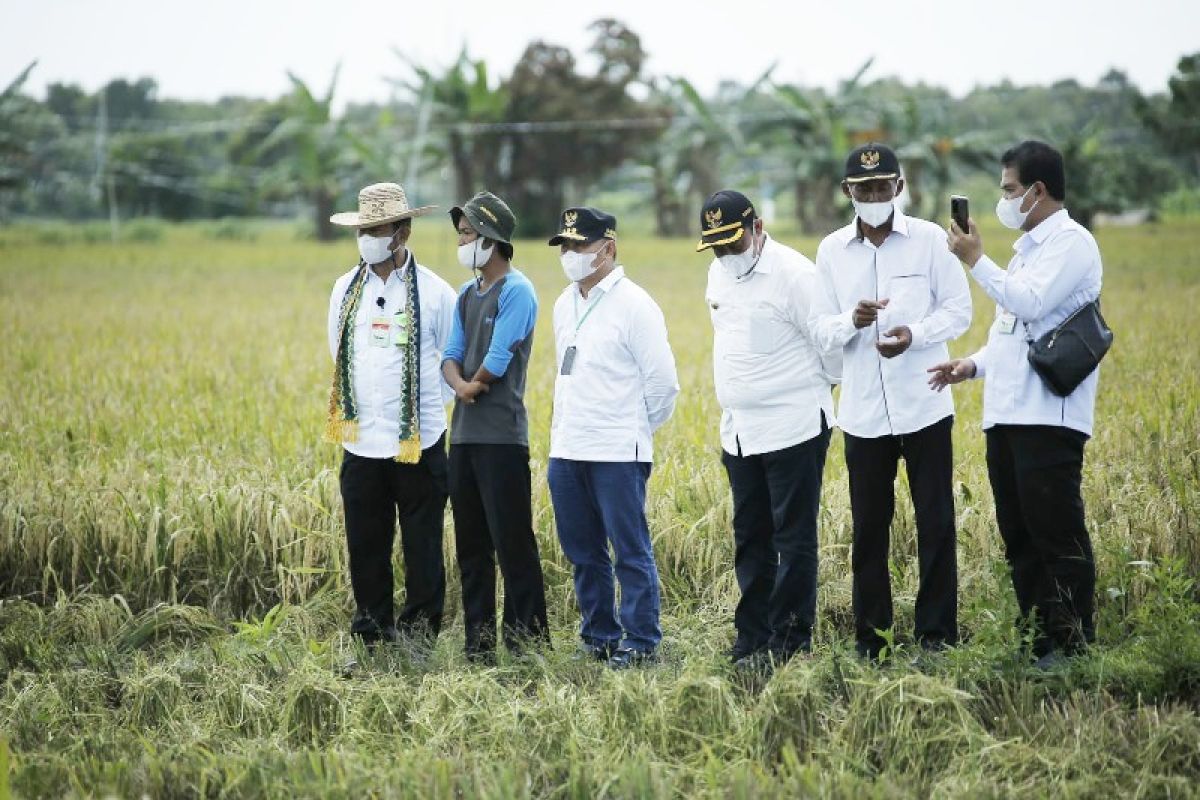 Gubernur Kalteng: Food estate wujudkan kedaulatan pangan nasional