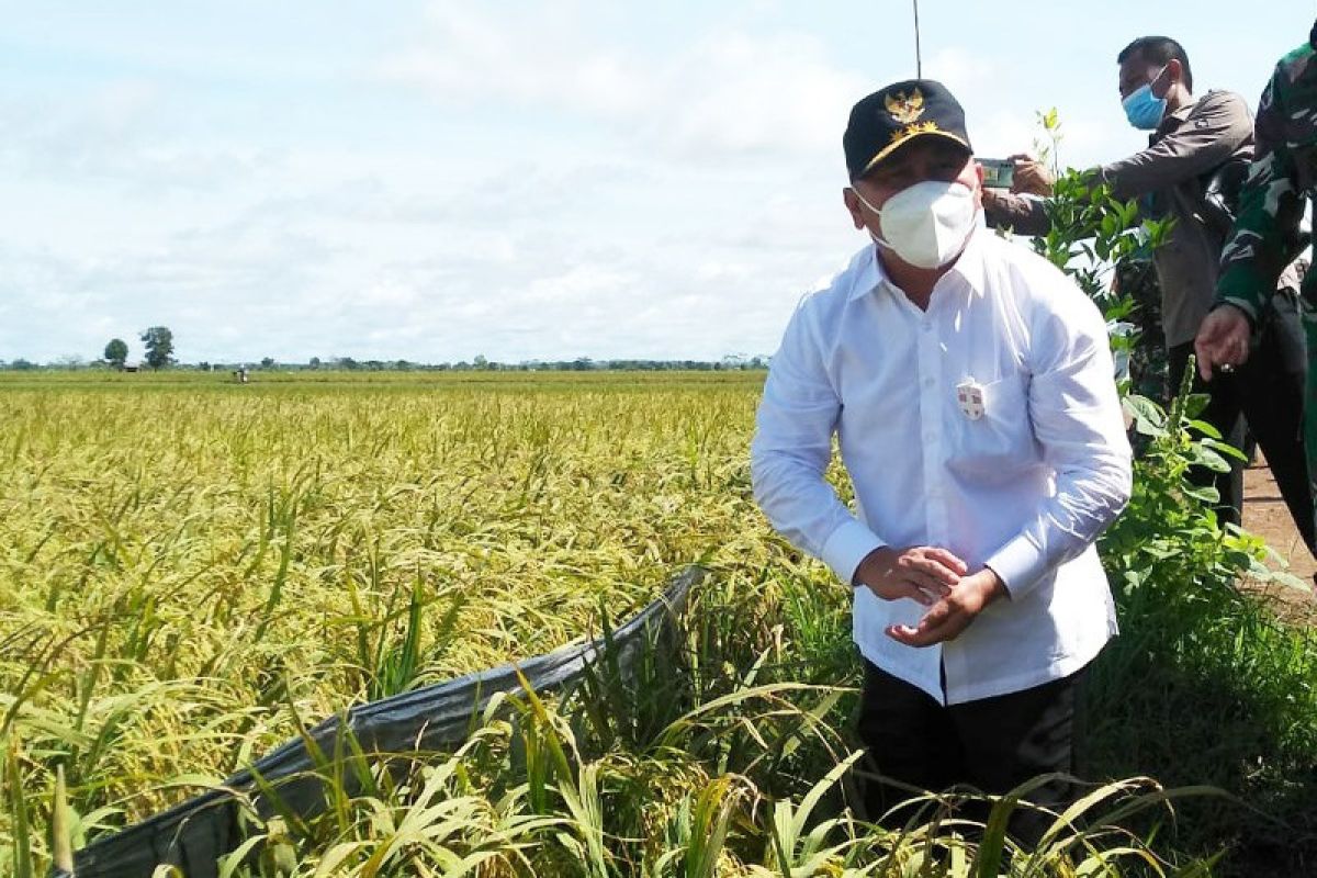 Gubernur Kalteng minta bupati/wali kota alokasikan anggaran untuk asuransi pertanian