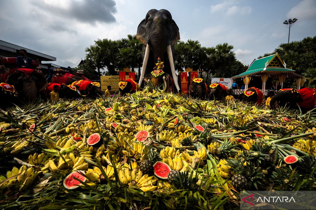 Saat puluhan gajah berpesta makan buah di Thailand