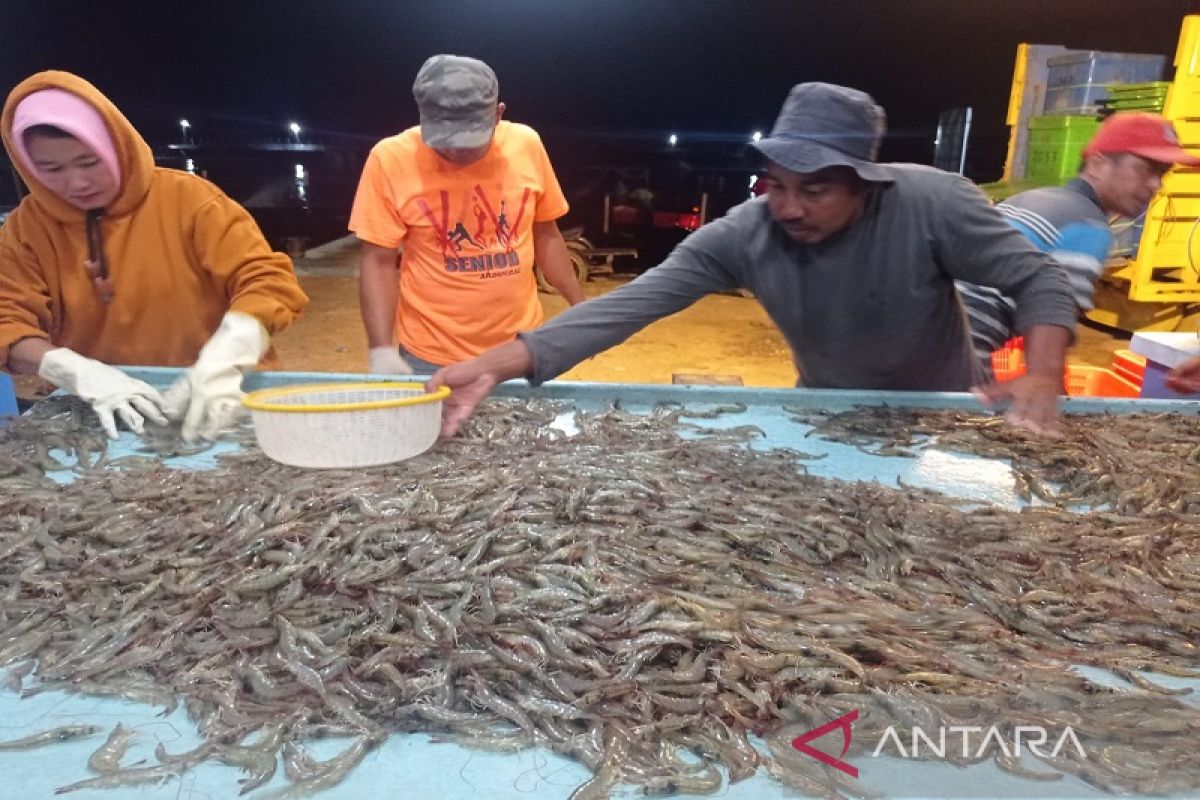 DPKP Aceh Tamiang targetkan 5 ton panen parsial udang vaname