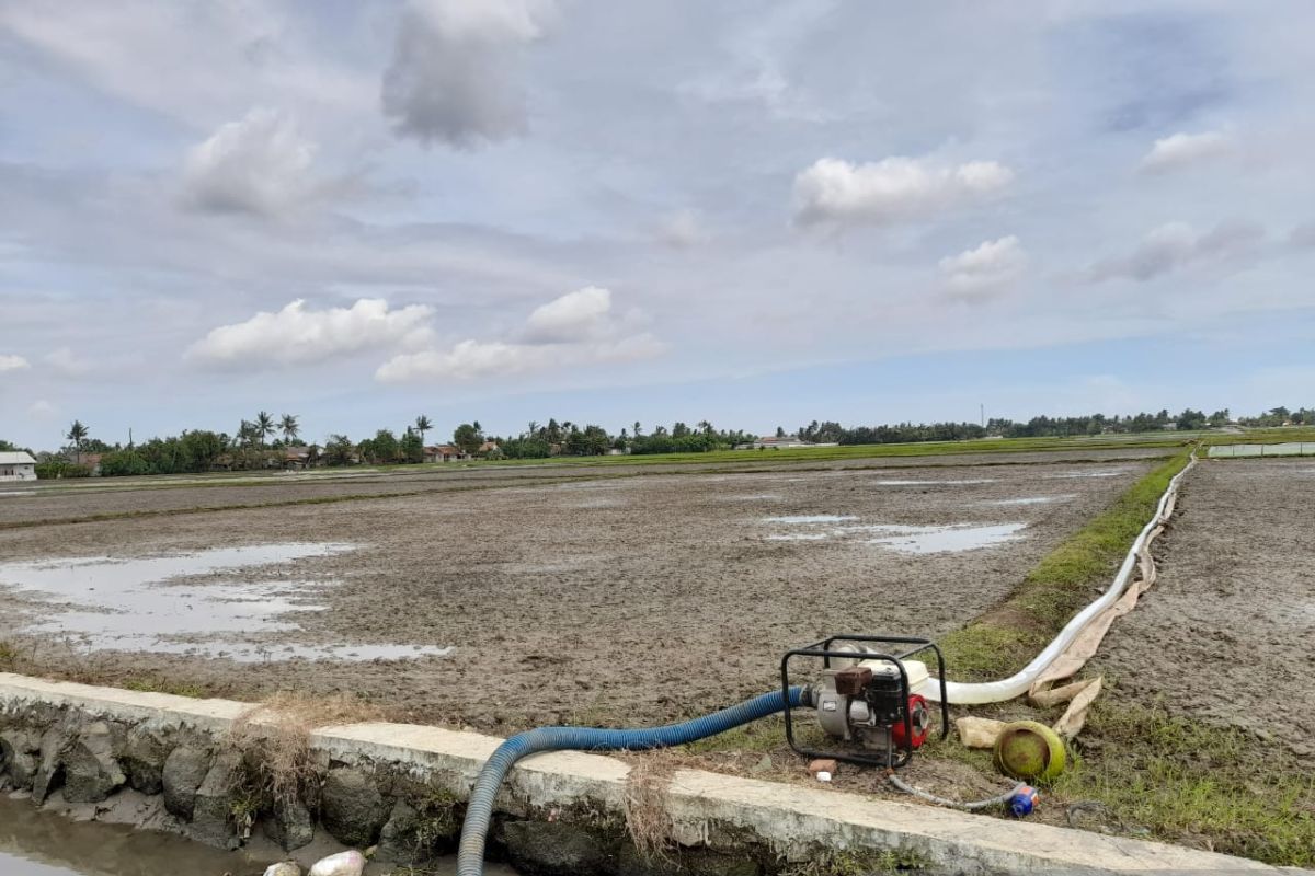 Petani di Karawang kesulitan menanam padi karena kekurangan air