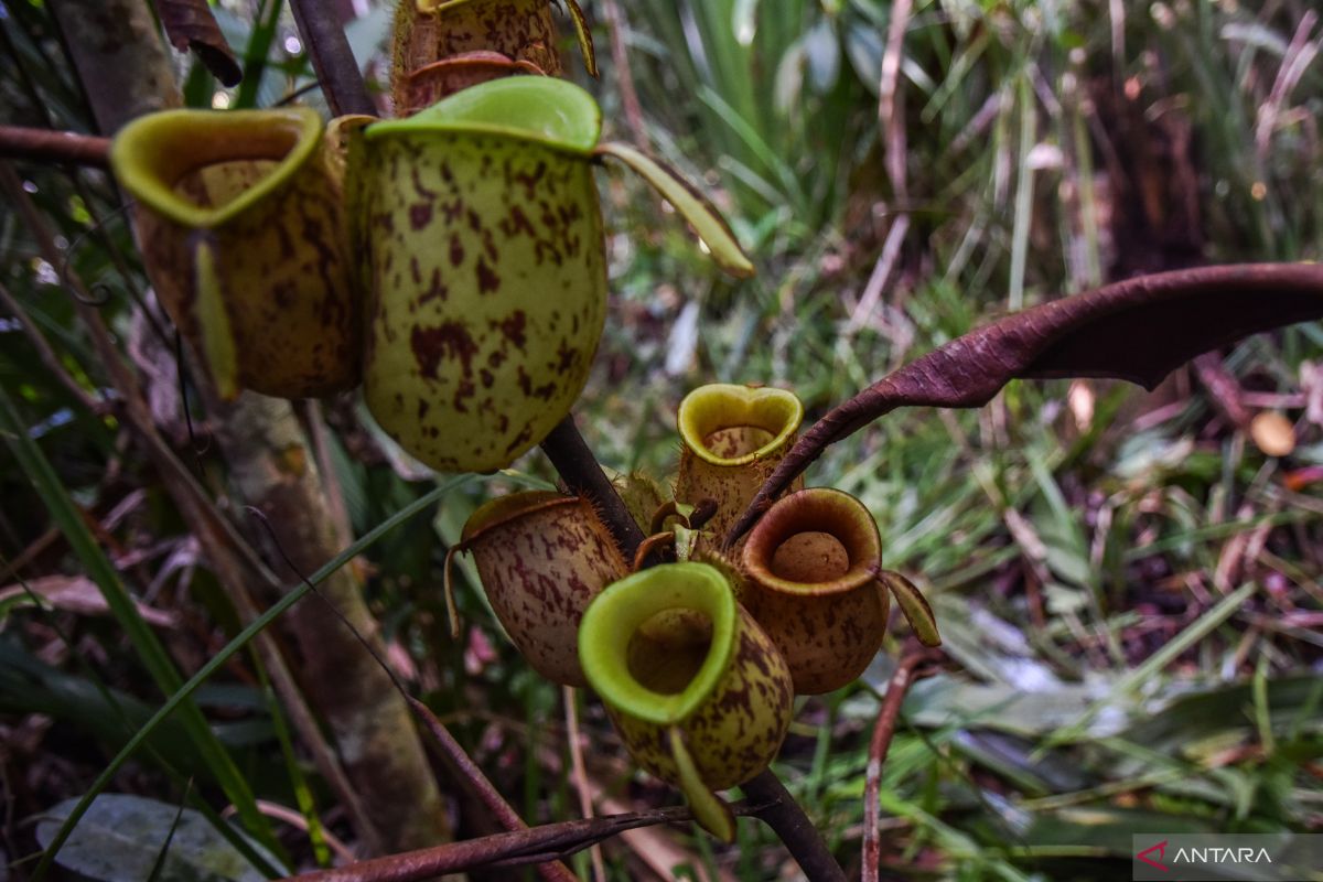 Mengenal empat tanaman endemik di Indonesia