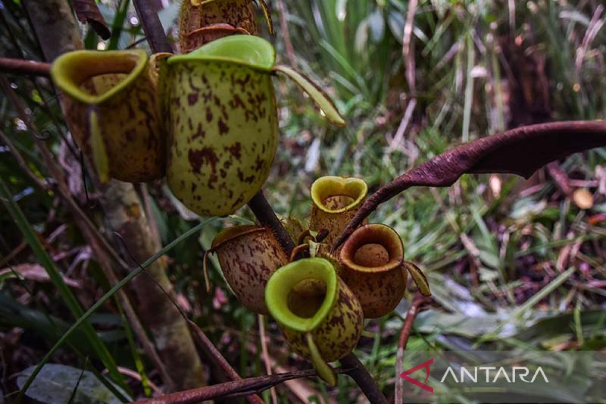 Mengenal empat tanaman endemik Indonesia