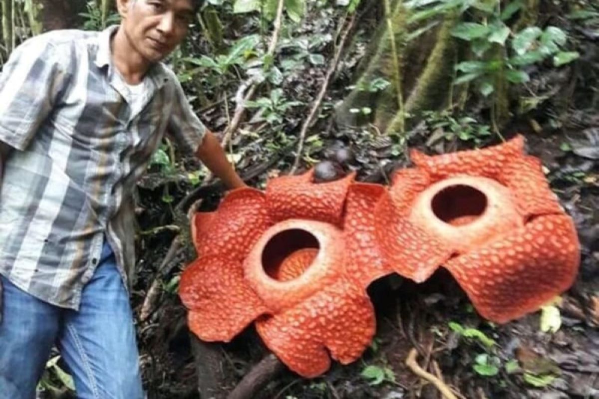 15 individu bunga rafflesia mekar di Batang Palupuh Agam selama 2022